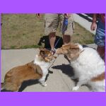 Sheltie Meets Colie.jpg